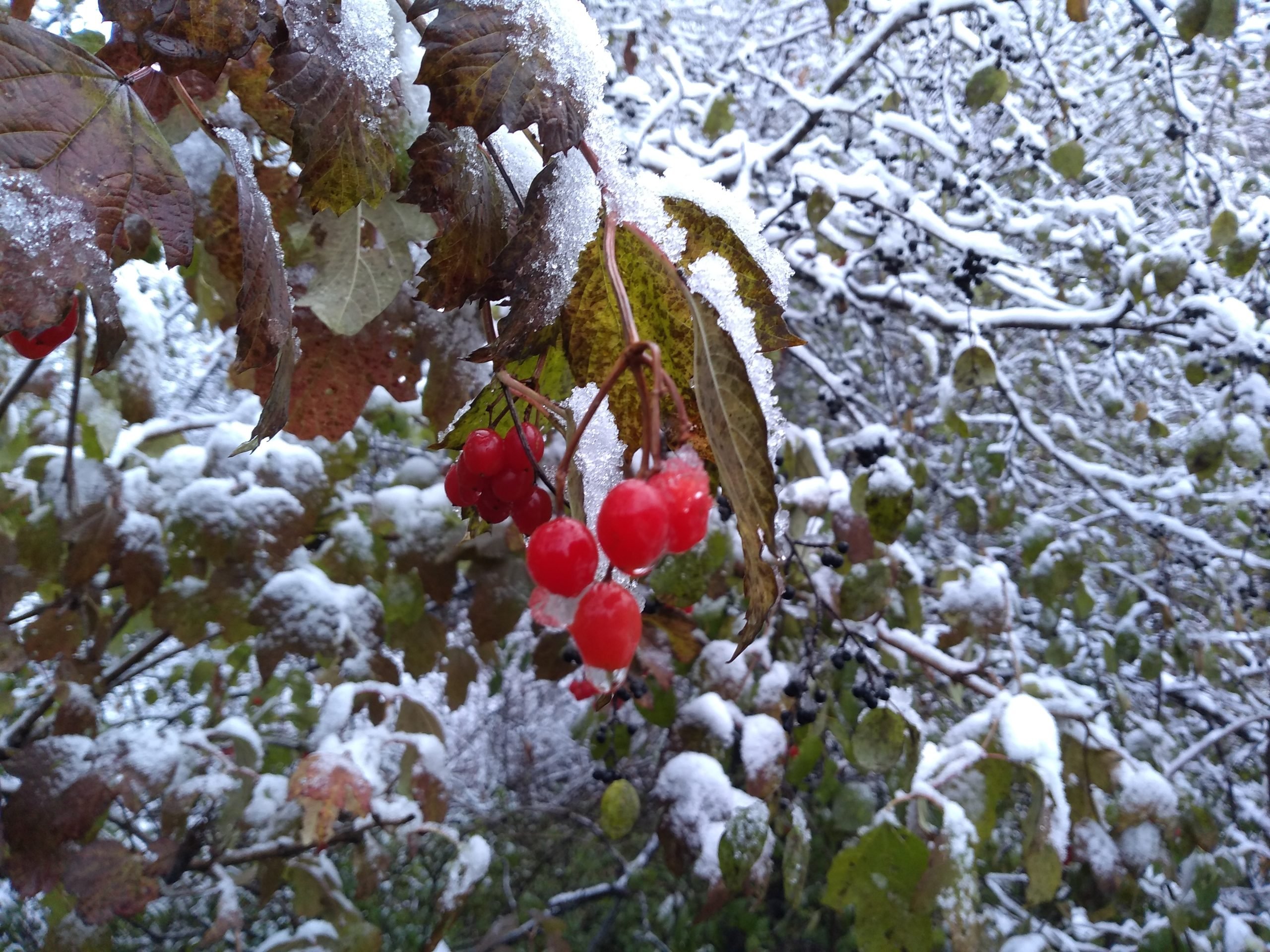 cranberries