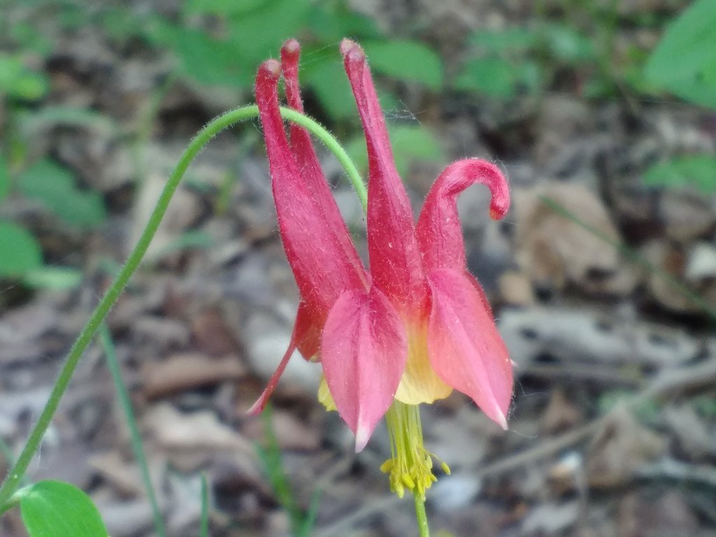 wild_columbine