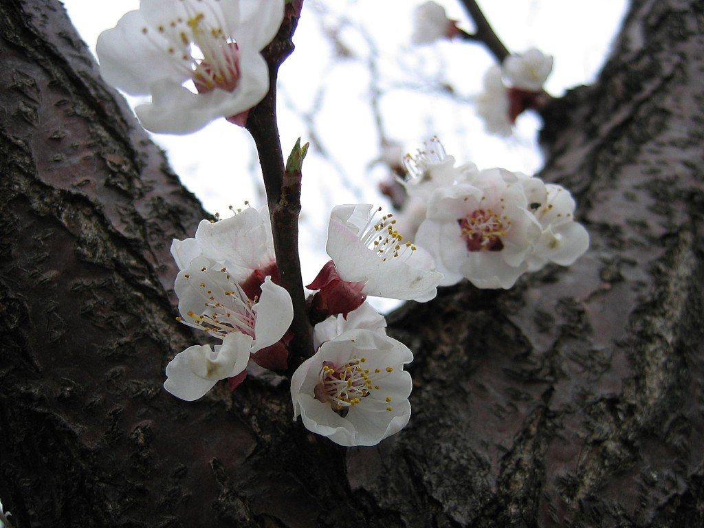 apricot_blossoms