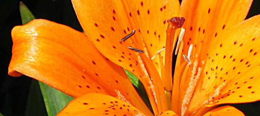 orange_lily_closeup