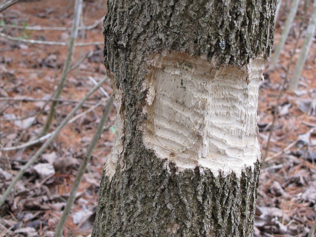 beaver bites