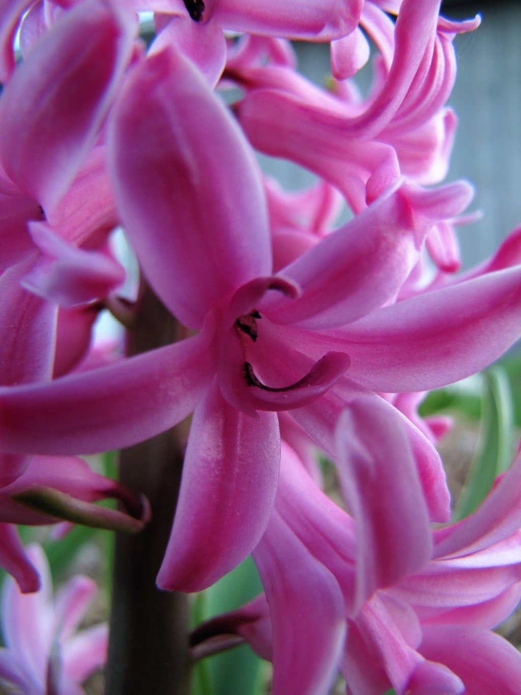 pink_hyacinth