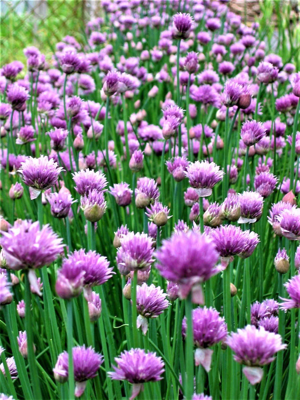 chives