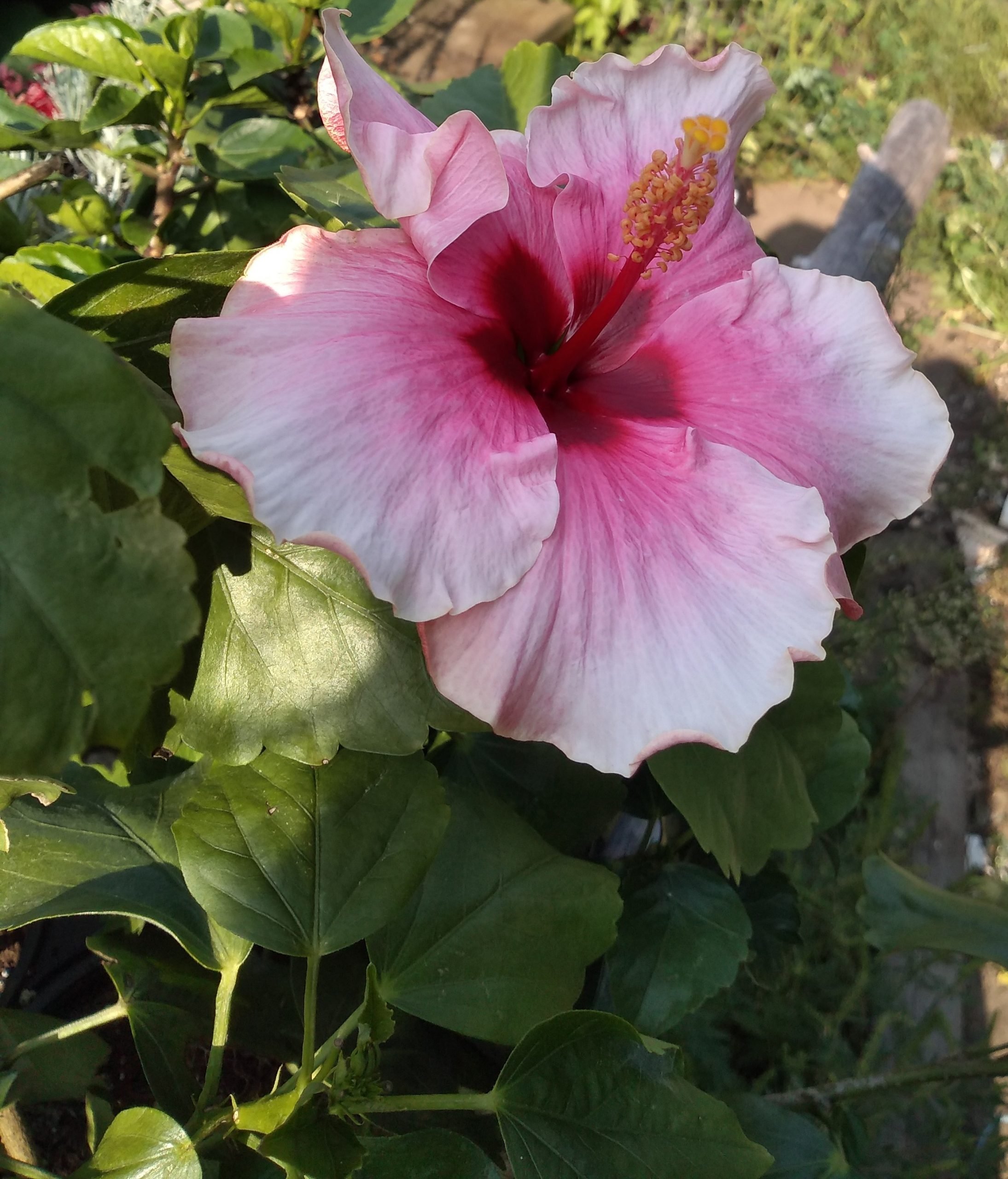 hibiscus