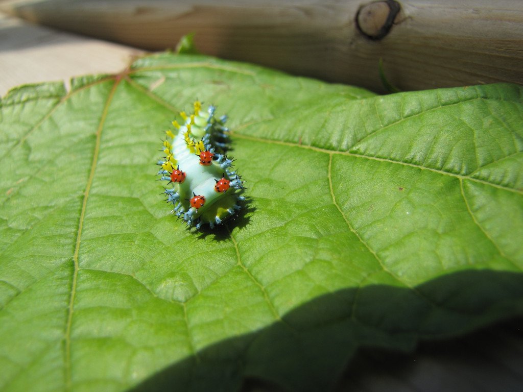 cecropia