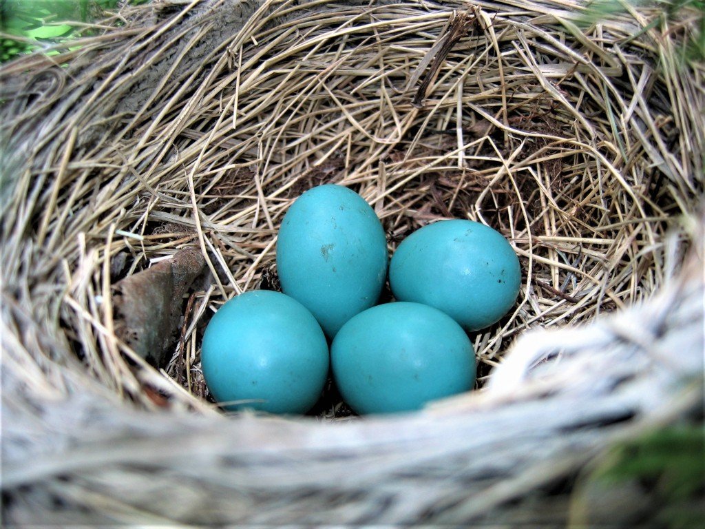 Robin eggs