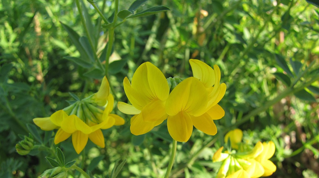 bird_s-foot_trefoil_2