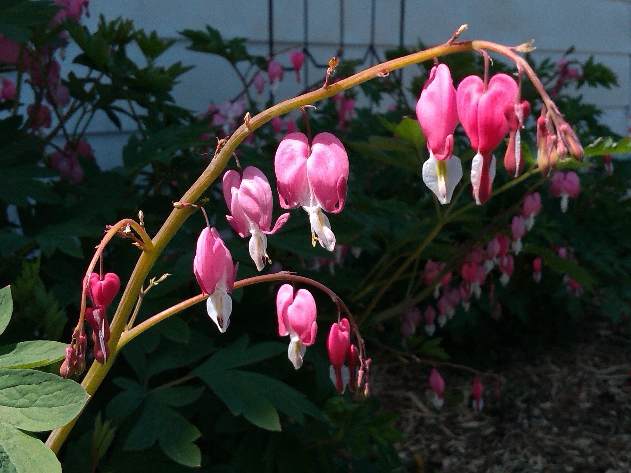 bleeding_heart