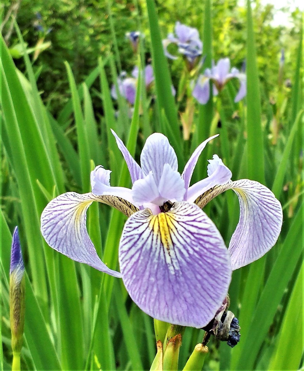 blue_flag_iris