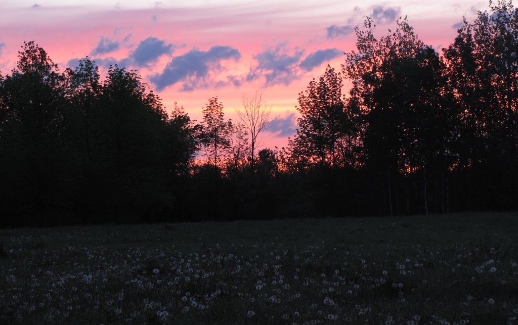 Dandelion Sunrise