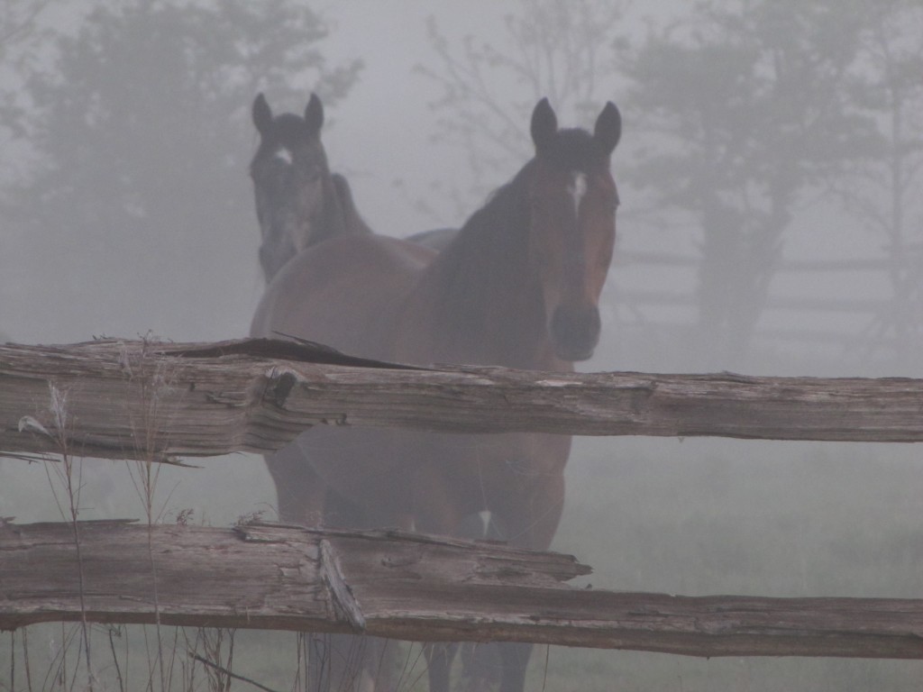 Horses in the fog