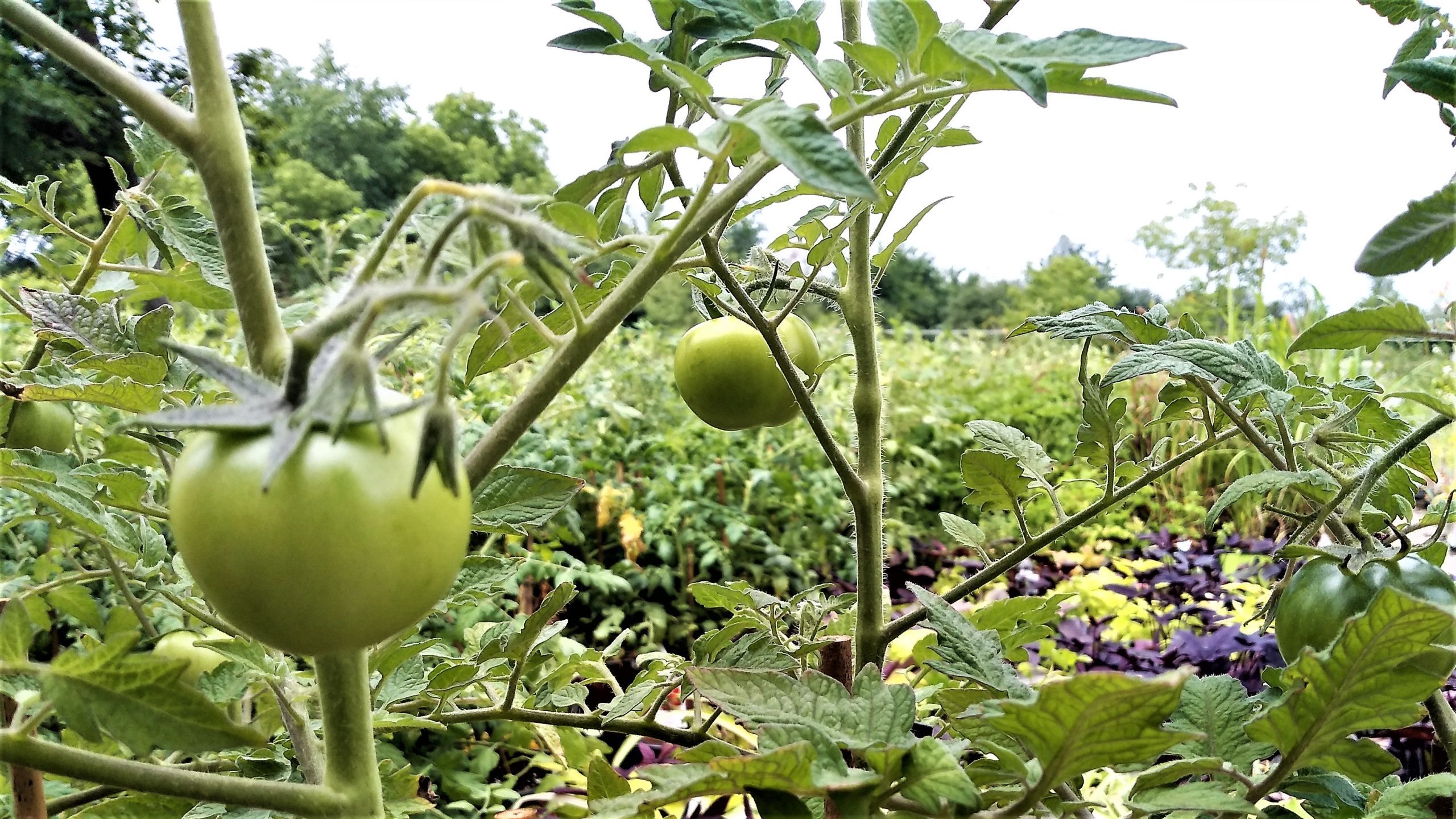 green-tomatoes