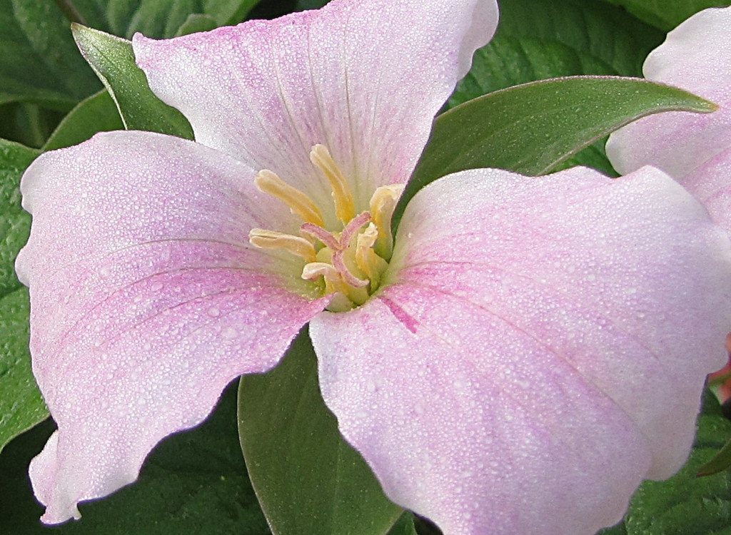 trillium_closeup