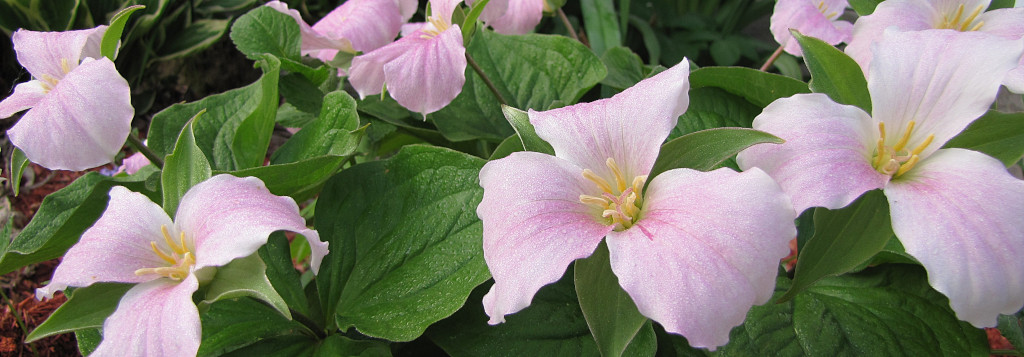 trilliums