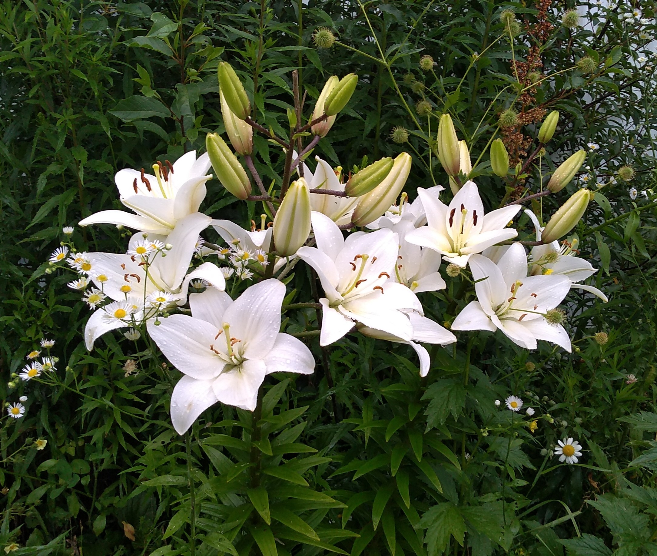 Asiatic Lillies