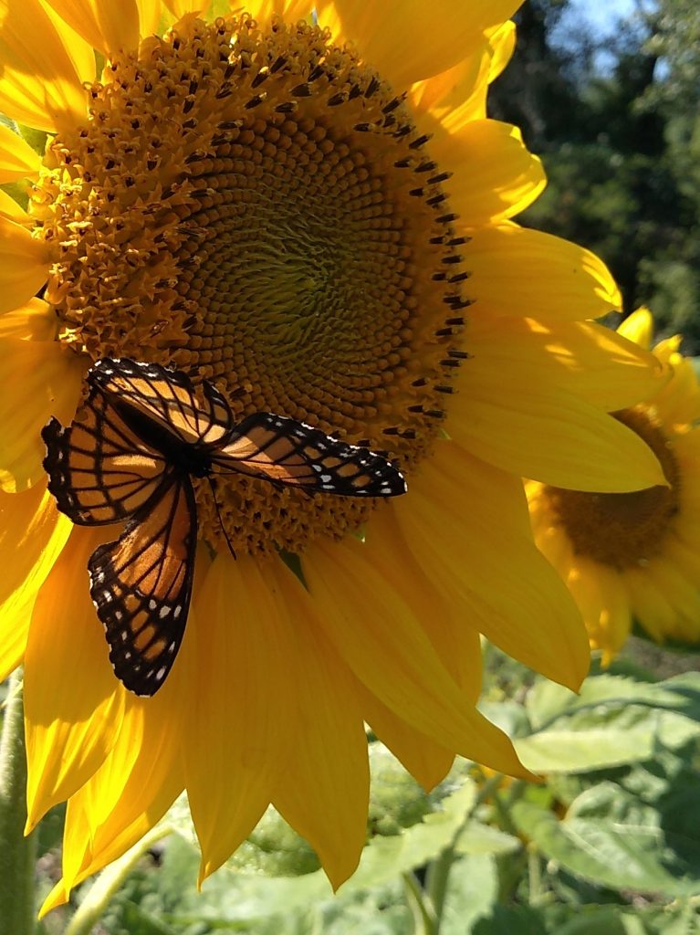 Viceroy Butterfly on Sunflower
