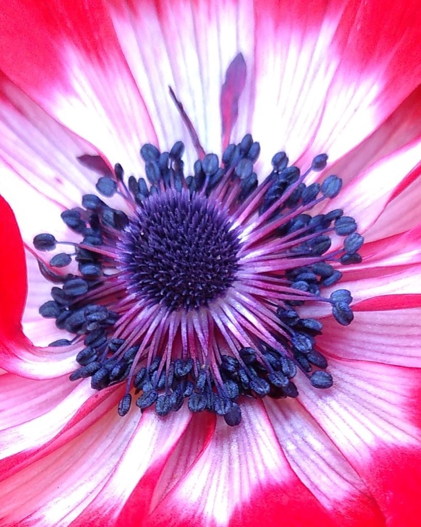 Poppy Anemone
