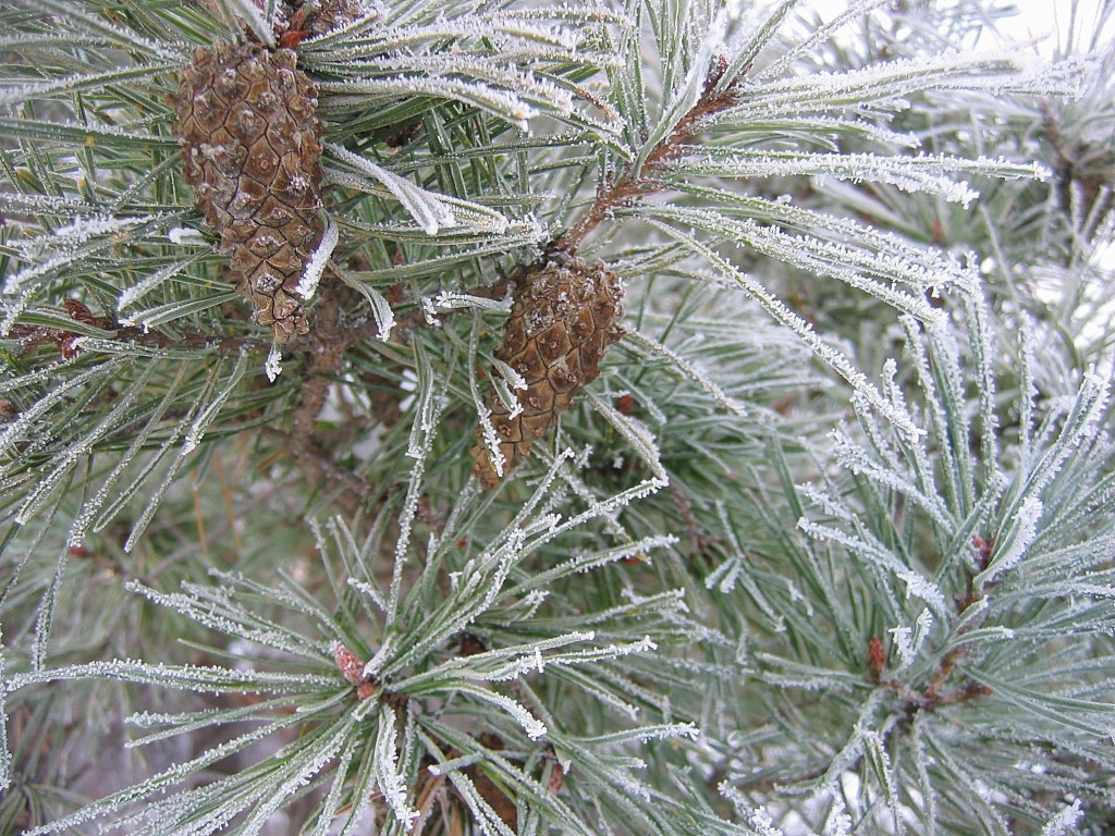 Frosty Pine