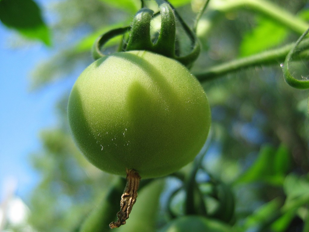 Green Tomato
