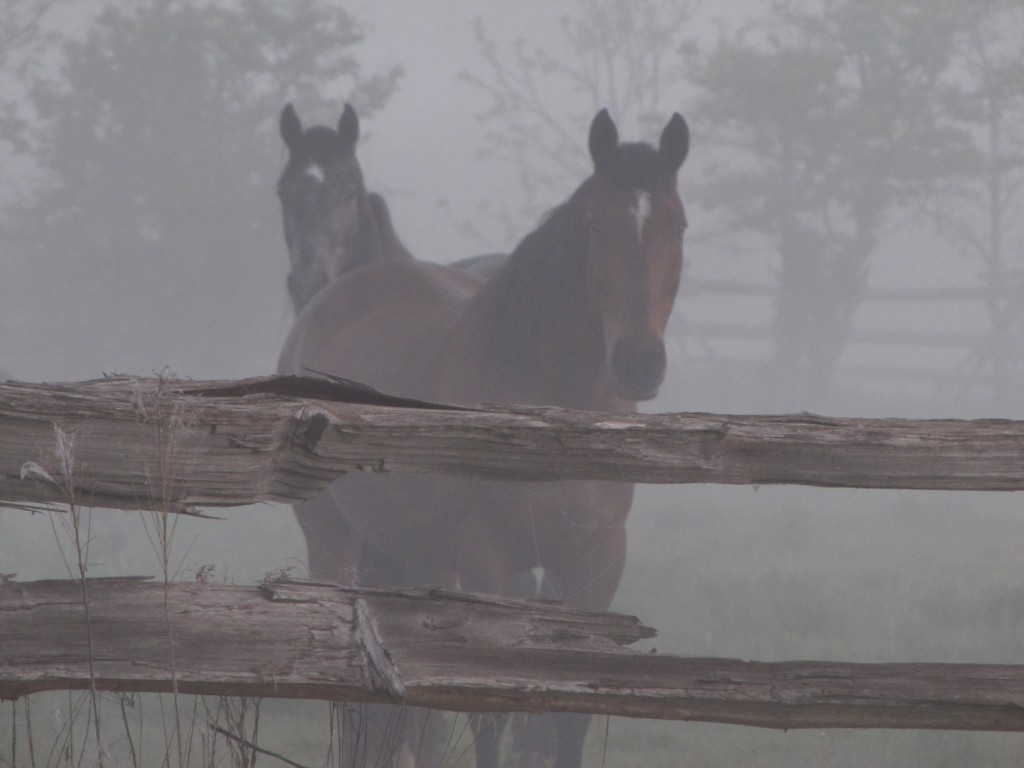 Horses in a Fog