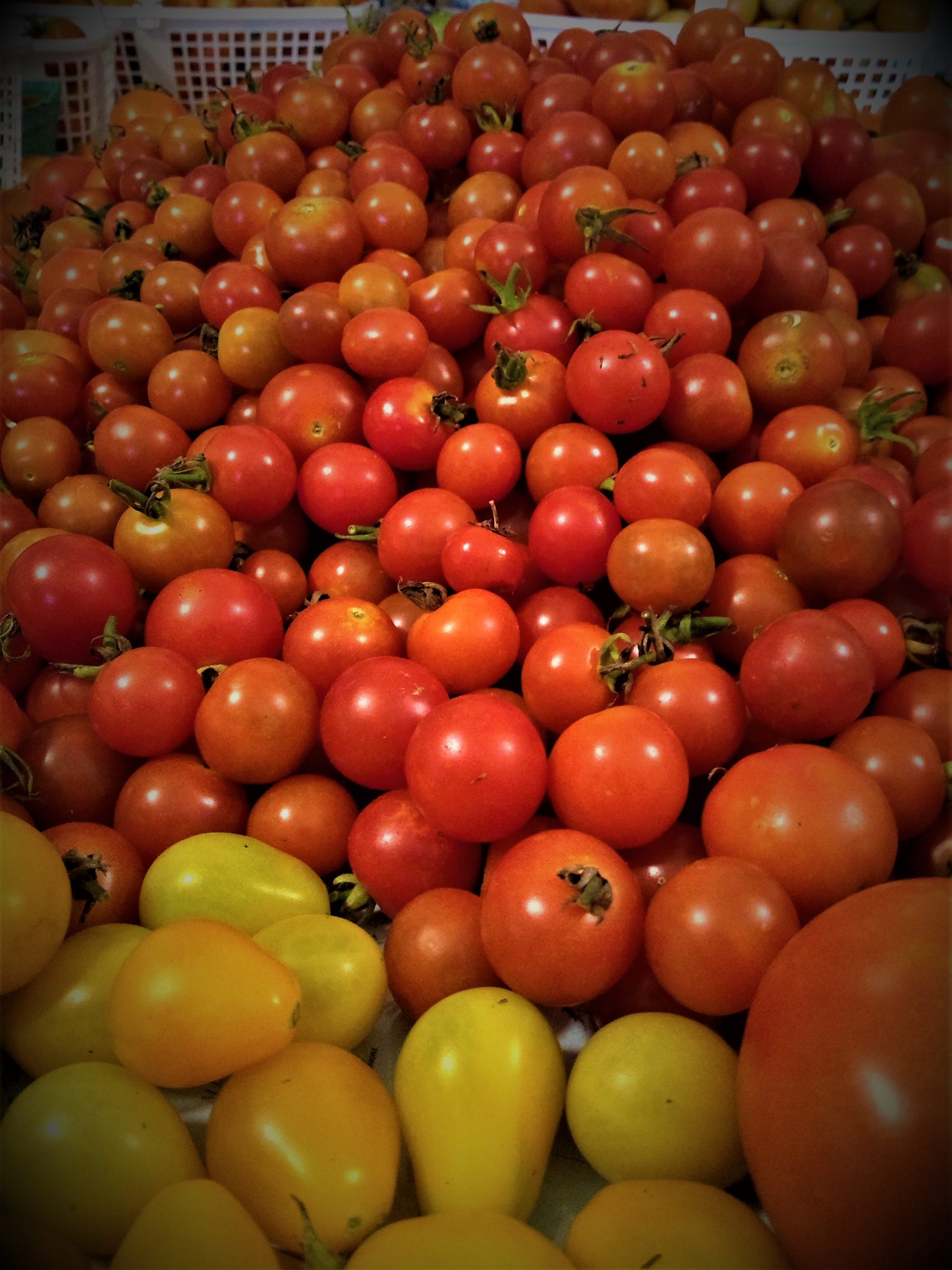 Lots and Lots of Tomatoes